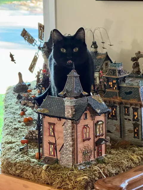 My two cats and their reactions to getting caught in our Halloween Village. Which one is feeling guilty?