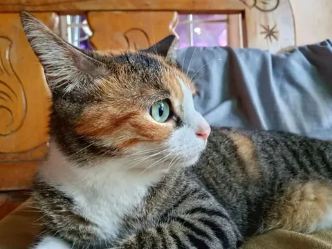 Pacha, my comfortable and grumpy cat