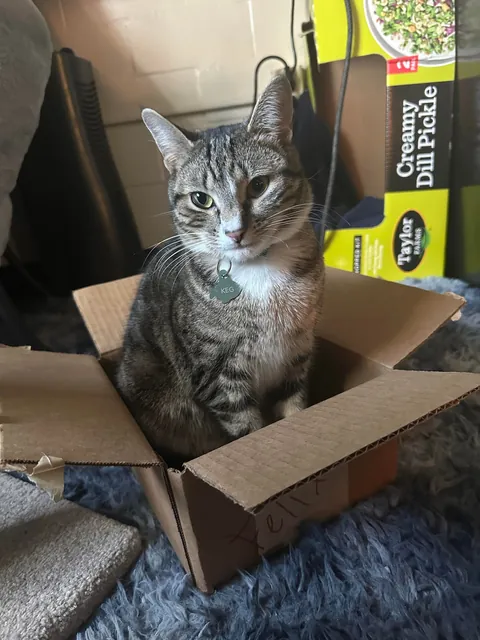 How do I explain that declawing is inhumane to my family