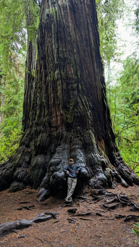 Colossal Coast Redwood of Northern California. Me for scale.