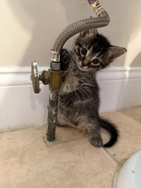 Rate the cuteness of this plumber 1-10.