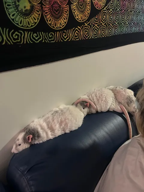 My three boys are so happy sleeping on the couch! I feel like I have won at life