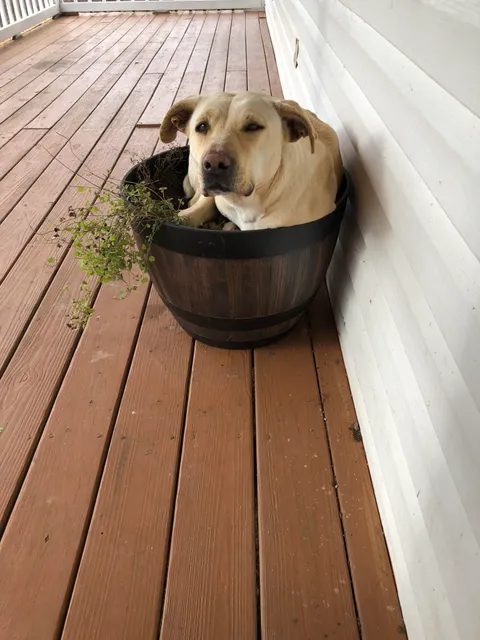 I had a lovely little kitchen herb garden growing on my front porch. All my plants started becoming really raggedy and then died but the thyme and oregano draping over the side. I was so confused. Today i solved the mystery. This is not my dog.