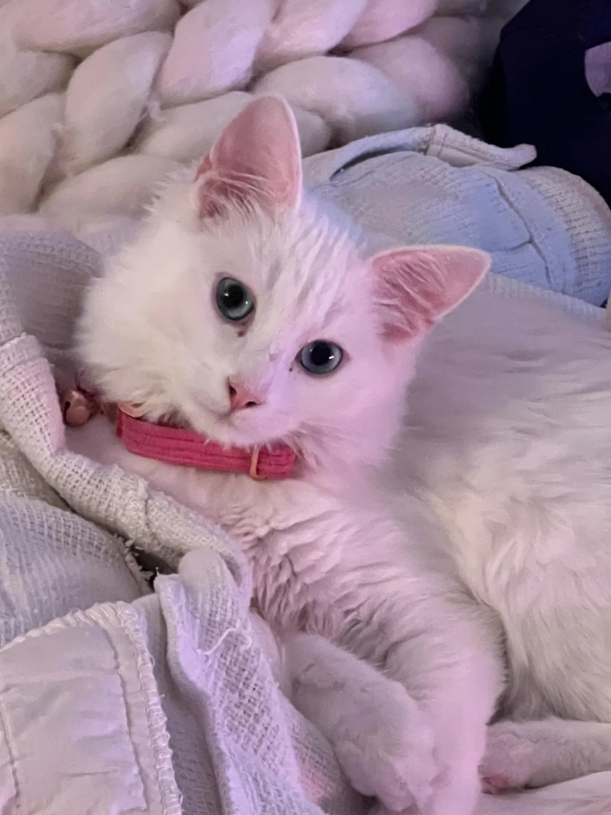 She’s back after a month missing 😭