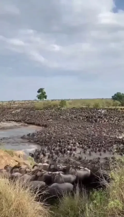 🔥The Great Wildebeest Migration - an annual migration of approximately 1.5 million wildebeest, a movement driven by the search for fresh grazing lands and water following the rains.
