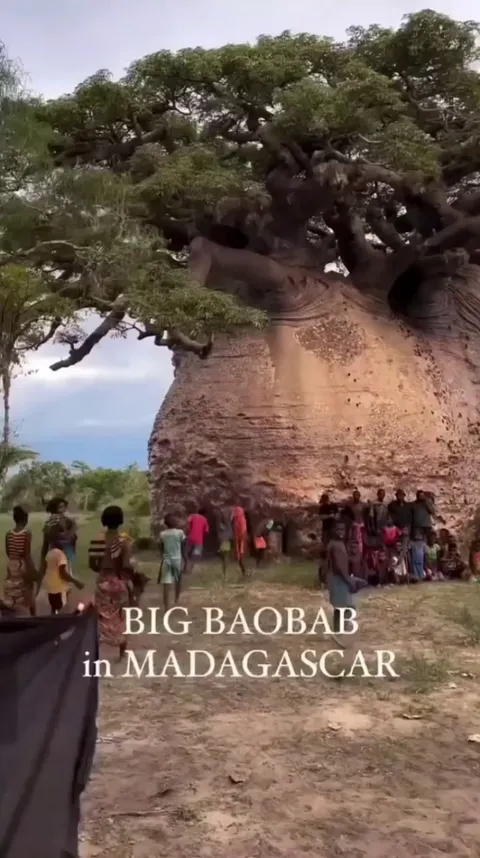 🔥this Giant Baobab (Adansonia grandidieri), known as the "Tree of Life"