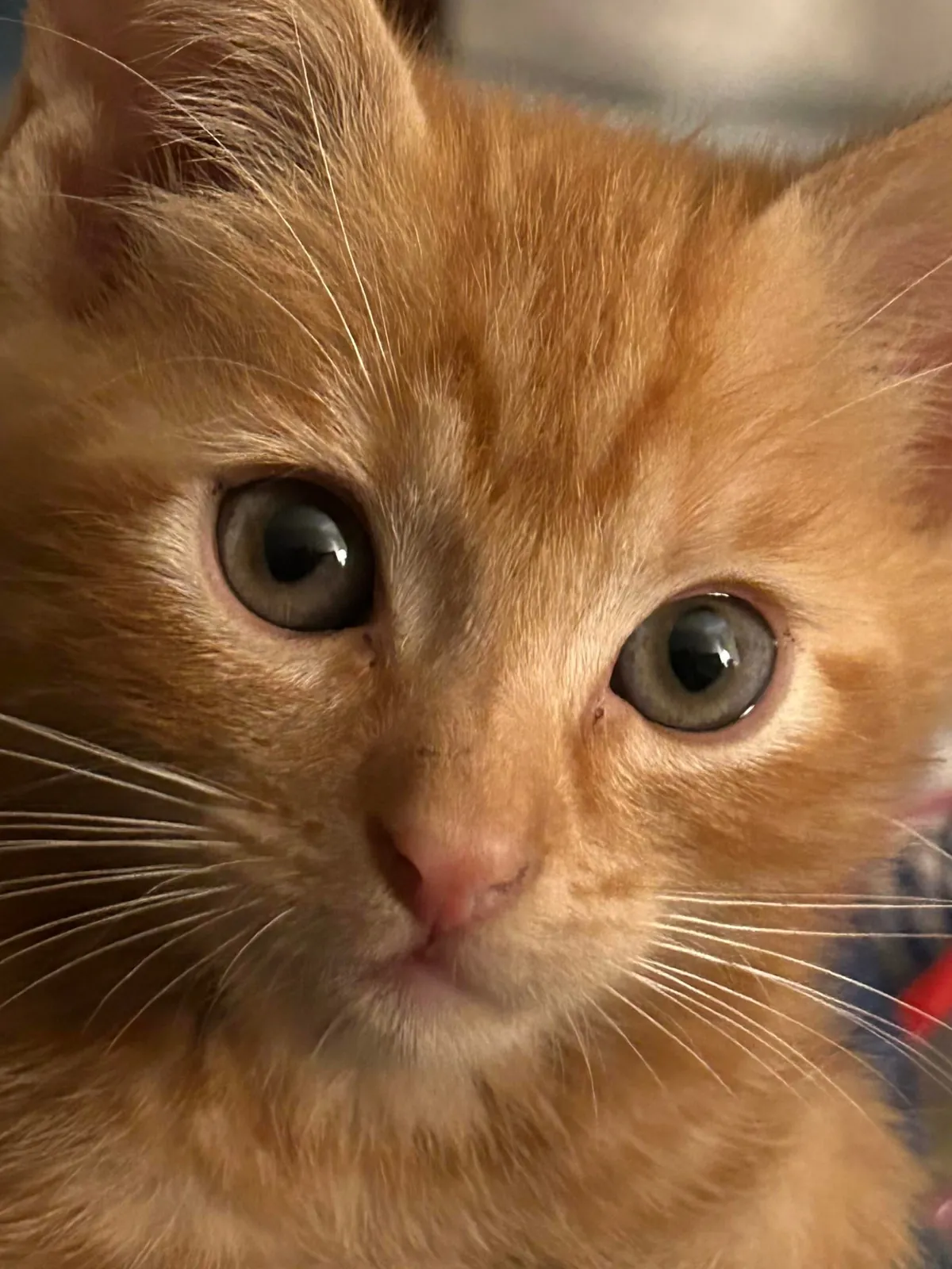 Found little Oliver in a propane exchange cabinet at work.