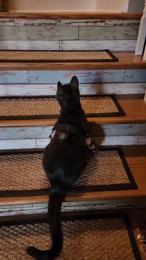 My kitten tackled the stairs for the first time in her custom leg braces!!