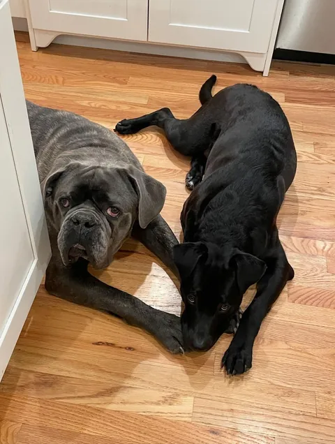 Stark &amp; Charlie - Den &amp; now 🥺