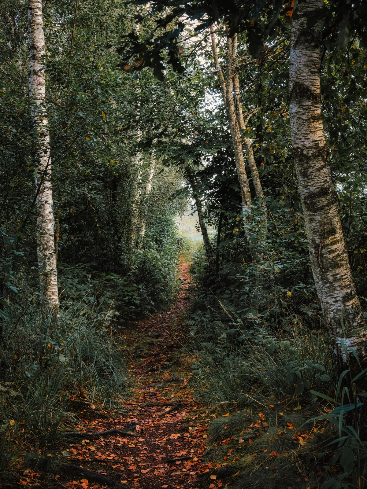 Autumn is already knocking on the door in southern Germany [OC] [3750x5000]