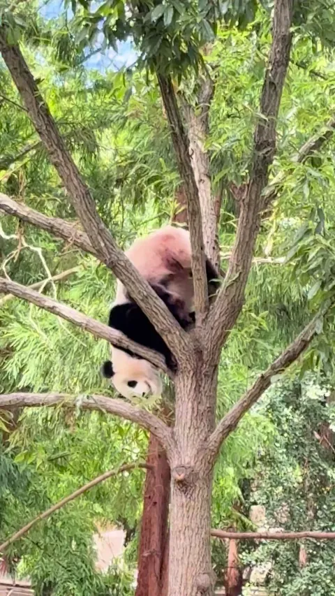 panda climbs down tree