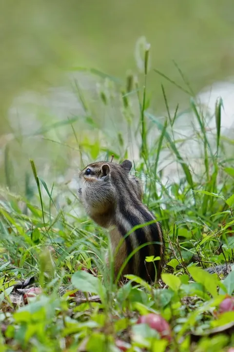 Spotted the cutest chipmunk ever at my local park!