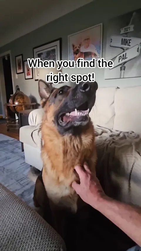 The Derp Spot