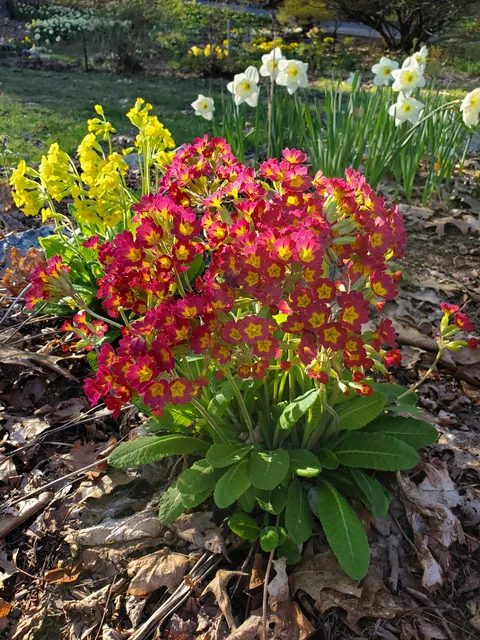 Golden hour in the garden