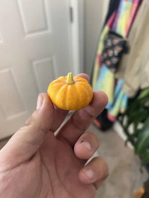 Behold, my pumpkin harvest