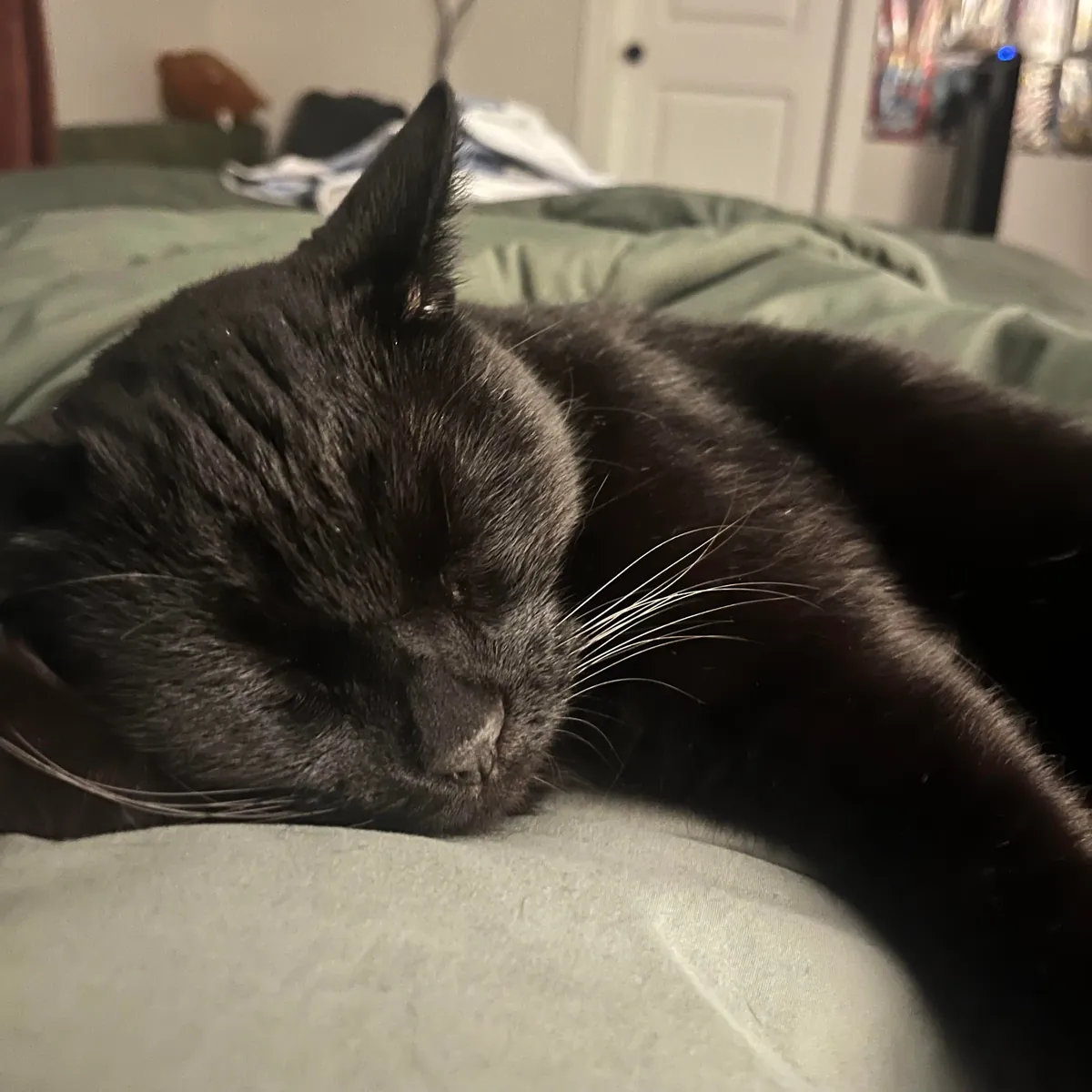 Adopted my first cat