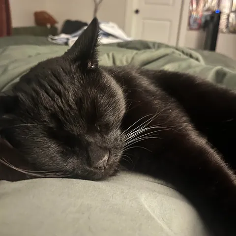 Adopted my first cat