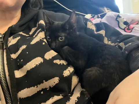 Just adopted Luci this afternoon. I’m obsessed with my baby.