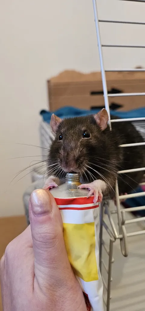 By Popular Demand - More Loup