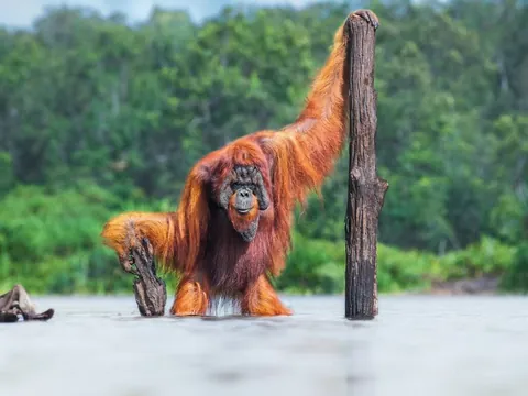 🔥Poised in the water with his staff held firmly in hand, this orangutan exudes quiet wisdom.  Thomas Vijaya captured the image.