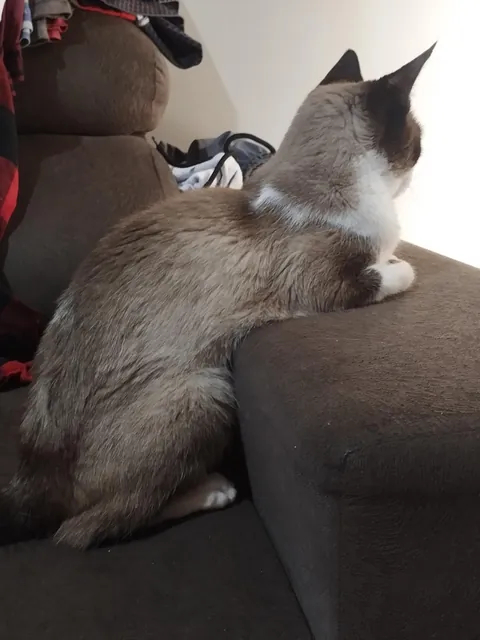 My cat likes to sit like this