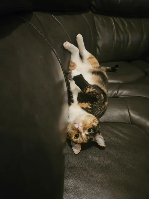 She doesn't understand the word no....