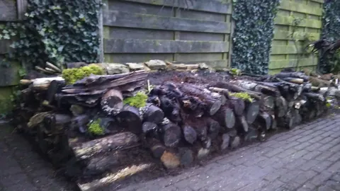 I stacked up some old logs in a corner of the yard and left them alone