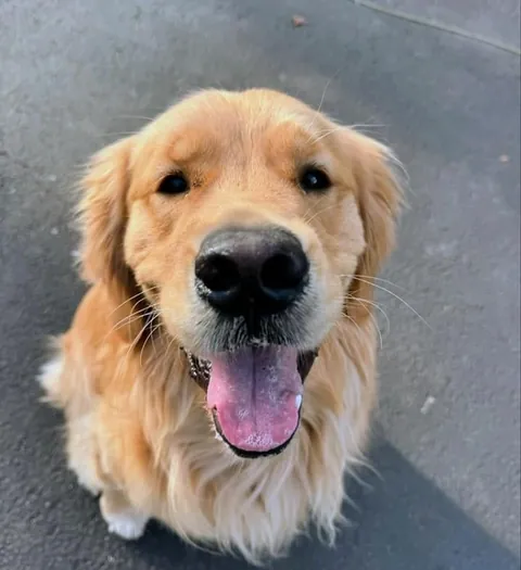 Up and smiling on a bright shiny day🐶😍