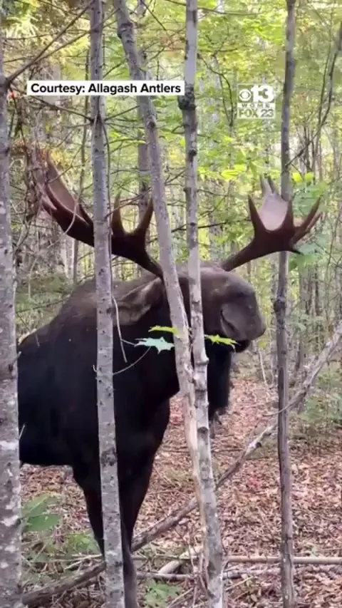 Stupid question but instead of confidently saying "That's close enough, bud.", how would humming softly or singing calm tones affect the psychology of an aggressive non predator animal?