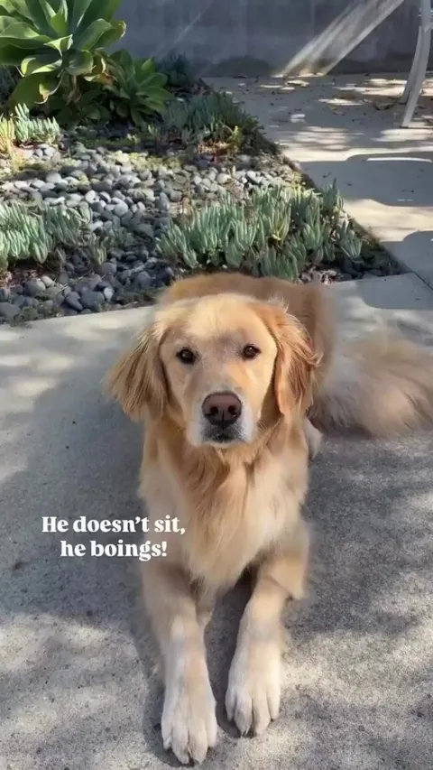 He doesn't sit, he boings!