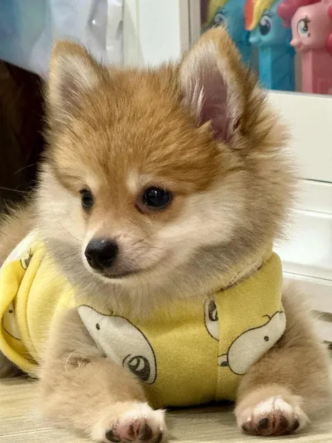 Pictures of Coco my mom took