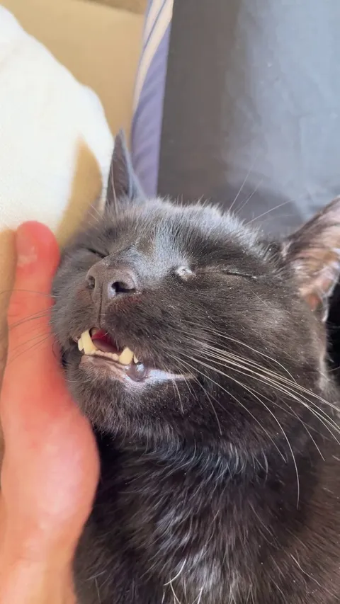 The cat fell asleep with her head in my hand