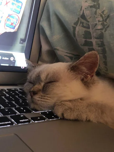 [OC] POV: YOU TRIED TO WORK, BUT YOUR CAT HAD OTHER PLANS.