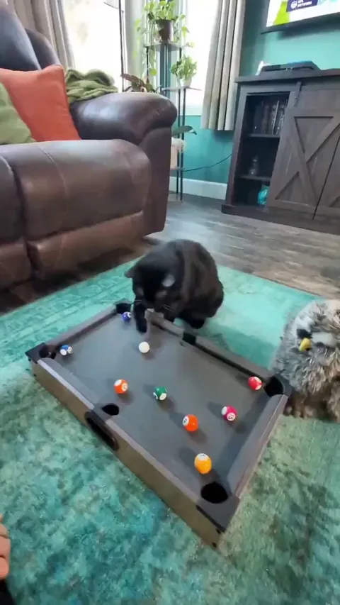 Purrfessional pool player