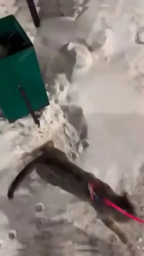 Kitty is not built for cold weather