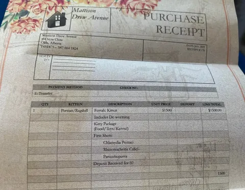 Update: I have the cat my student rehomed 3 years ago and thought had died.