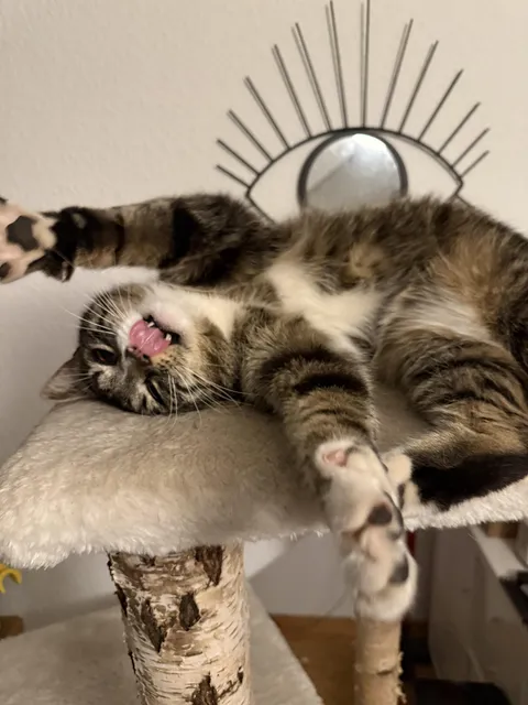 Show me the silliest cat pic you ever took!