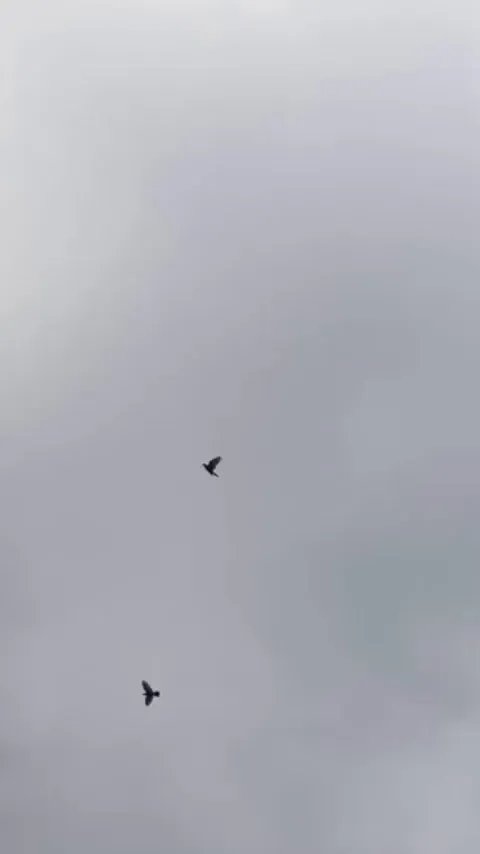 This pigeon shows off its acrobatic skills before landing. 