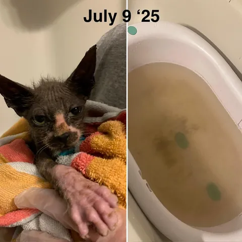 Cosmo’s ✨transformation✨