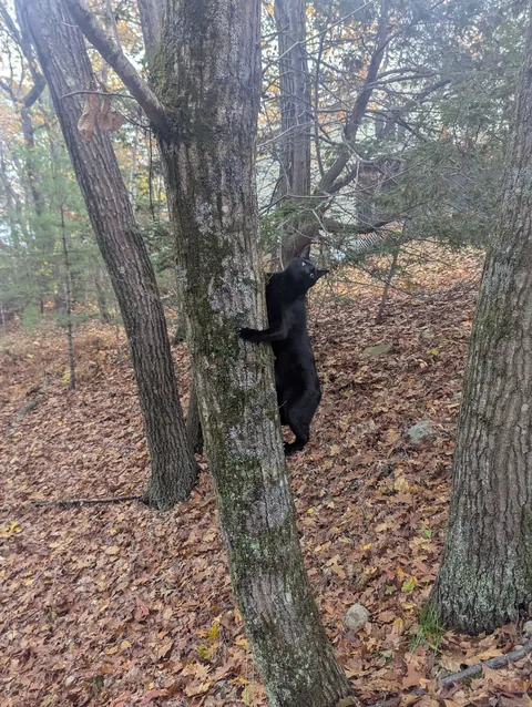 Black bear sighted on my property. How terrified should I be?