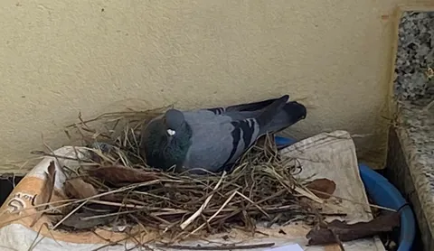 Pigeon built its nest at my balcony, laid eggs and there are two little babies.