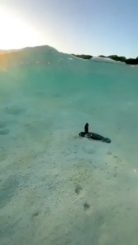 A baby turtle cruising the waves