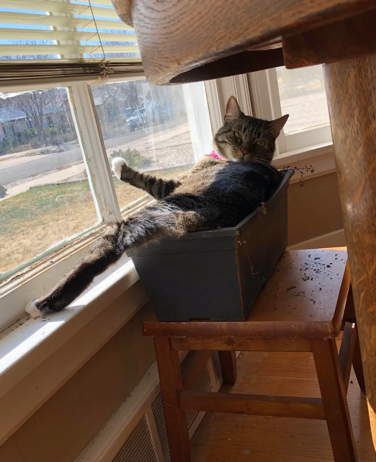 I think it’s safe to say that my lemon thyme is dead