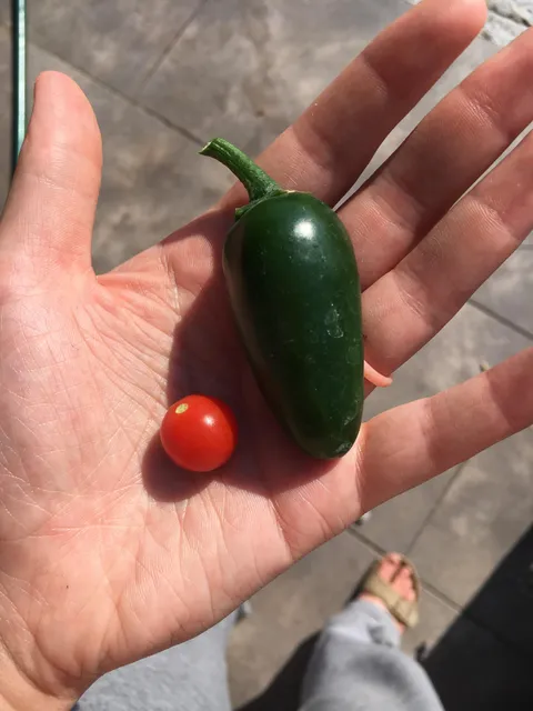 Try not to be too jealous of my bountiful first year harvest!