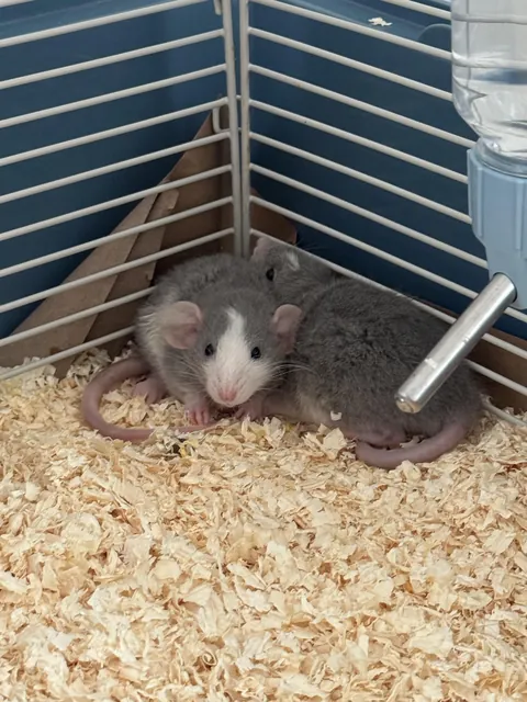 new rats