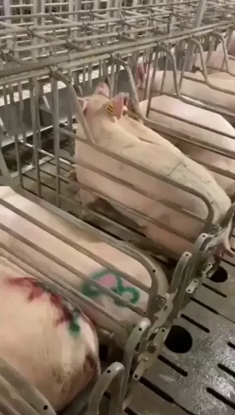 Genius pig escapes from cage in abusive factory farm