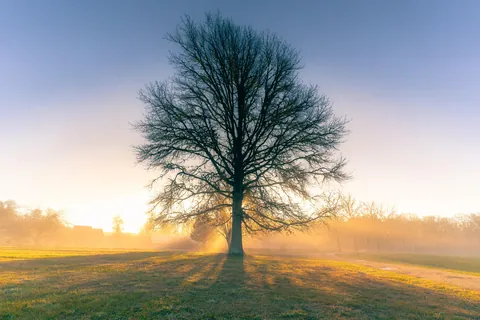 Standing tall on a foggy morning