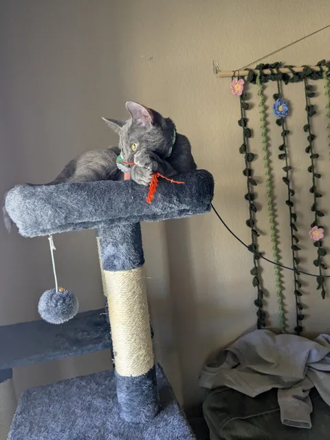 Chosen by the cat distribution system