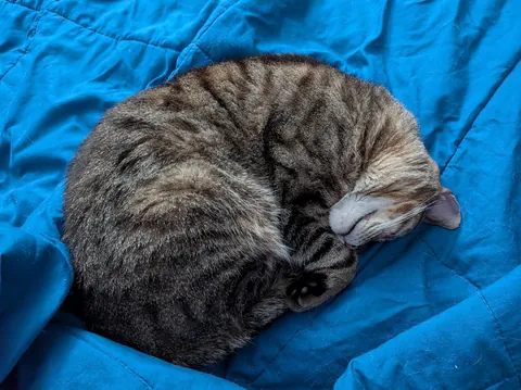 My beautiful tabby Spring, with tiny Lynx tips