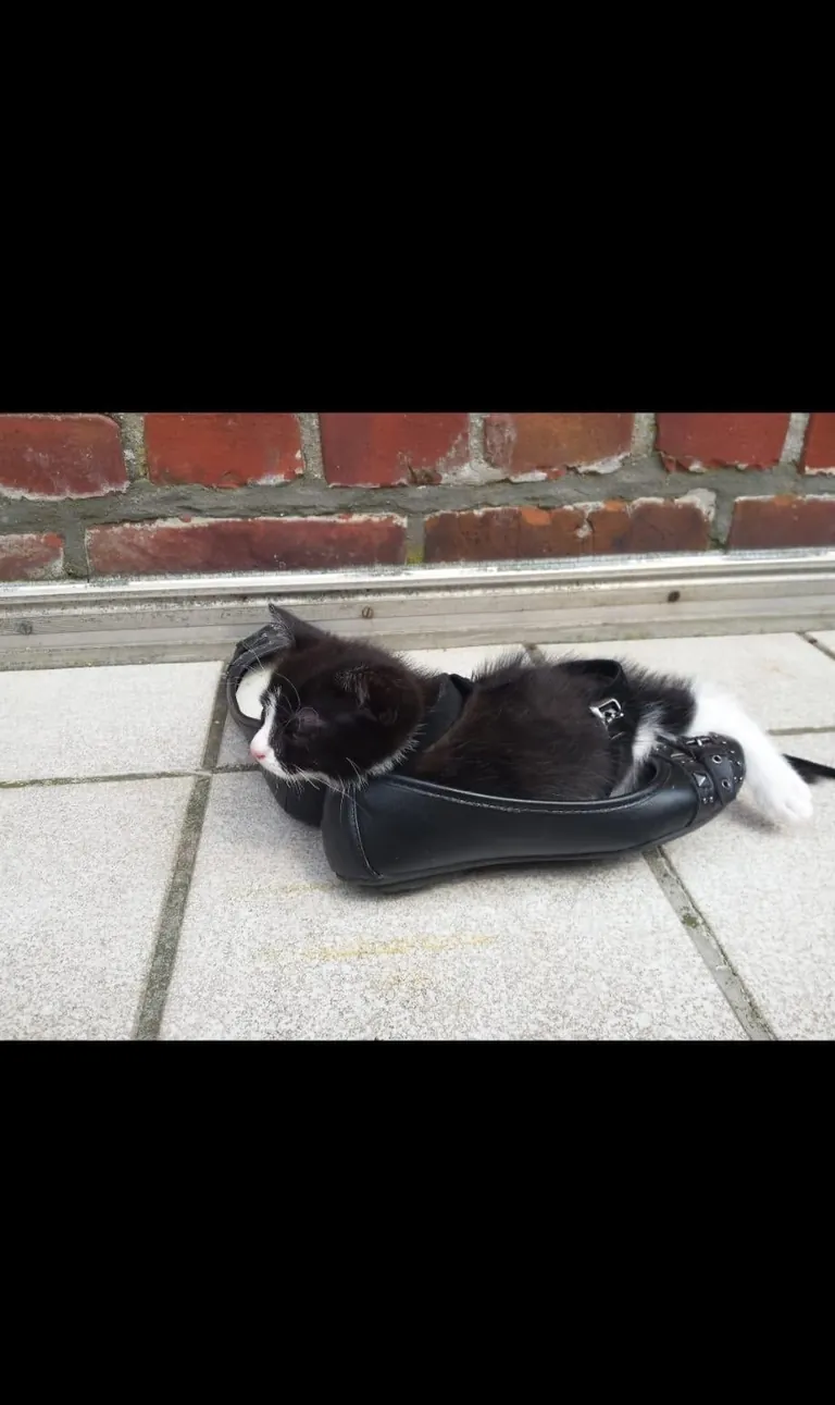 Rest in peace big boy